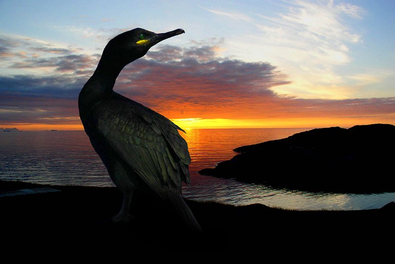 toppskarv 002.jpg - Toppskarv i kveldssol